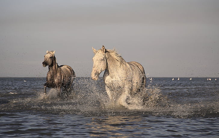 cheval, Camargue, blanc, chevaux, animaux, course, nature