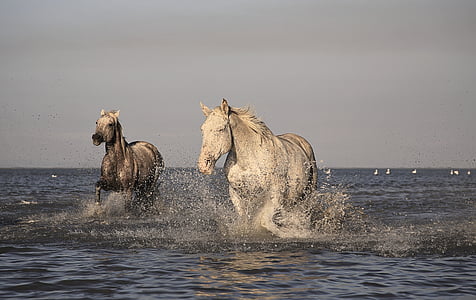 Koń, Camargue, biały, konie, zwierzęta, wyścig, Natura