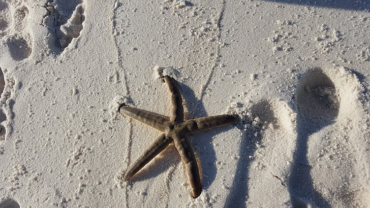 starfish, ocean, sea, water, summer, nature, beach
