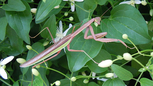 Praying mantis, ogen, groen, insect, vleugel, dieren in het wild, bug