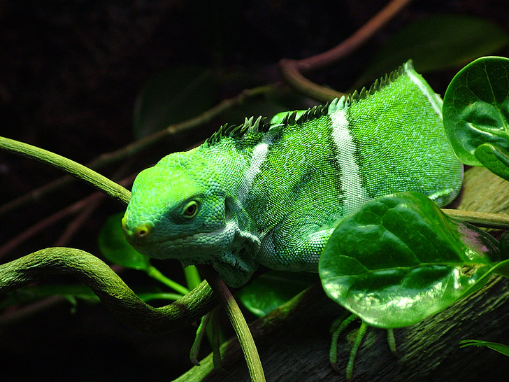 iguana de Fiji, Iguana, em tiras, verde, Brachylophus, close-up, árvore