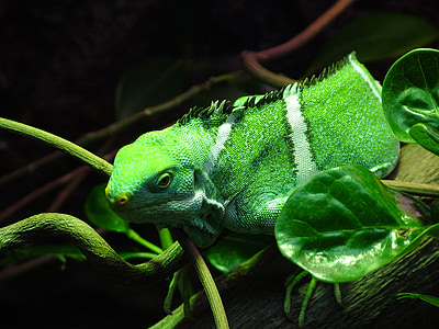 Fiji iguana, Iguana, striper, grønn, brachylophus, Nærbilde, treet