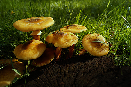 mushroom, yellow, log, stump, rain, after the rain, grass