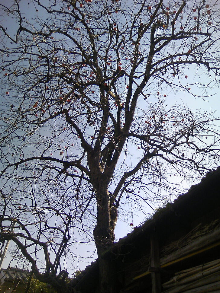 мъртвата дървесина, Есен, естествени, дървен материал, Дървото на смъртта, Есен, дърво