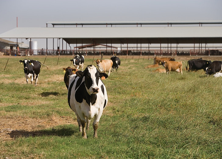 Kühe, Bauernhof, Landwirtschaft, Vieh, Landschaft, des ländlichen Raums, Herde