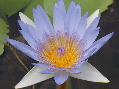 waterlily, purple, yellow, flower, nature, water, lily