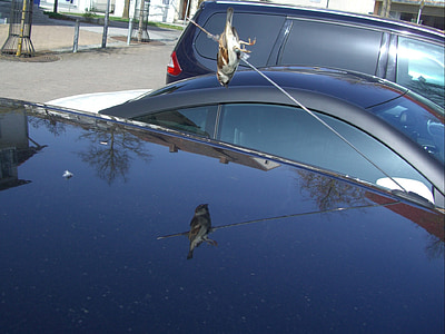 impaled, accidental death, sparrow, car antenna, pierced, engraving, spit