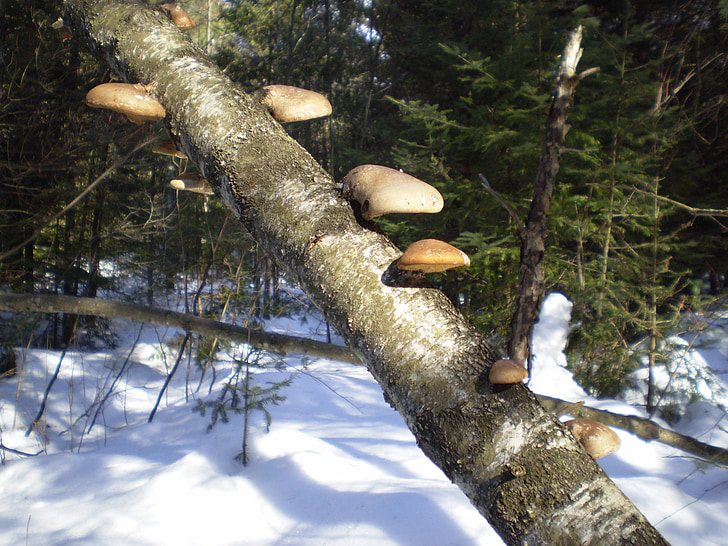 蘑菇, 分公司, 森林, 冬天, 秋天, 秋天, 赛季
