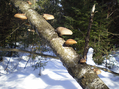 mushroom, branch, forest, winter, autumn, fall, season