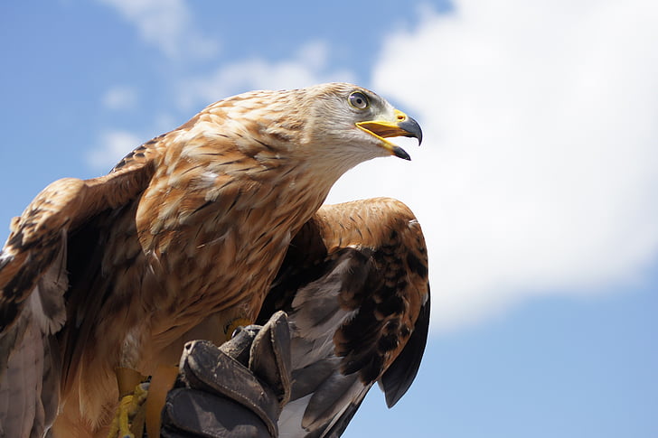 águila de oro, animal, pájaro, proyecto de ley, Adler, Raptor, Ave de rapiña