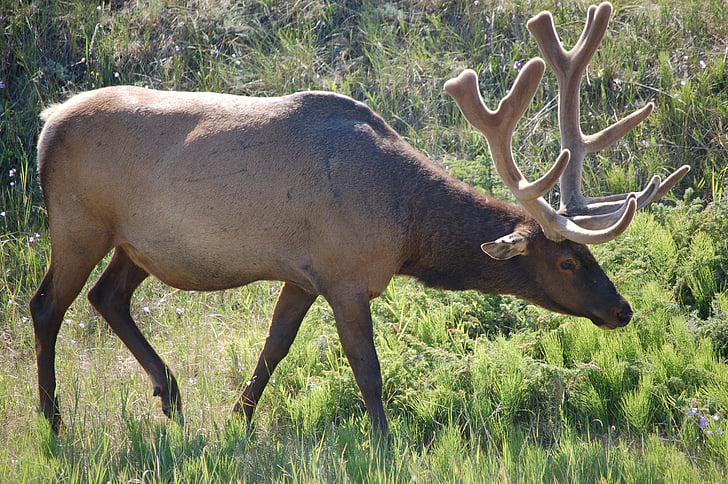 Elk, doğa, yaban hayatı, memeli, geyik, vahşi, hayvan