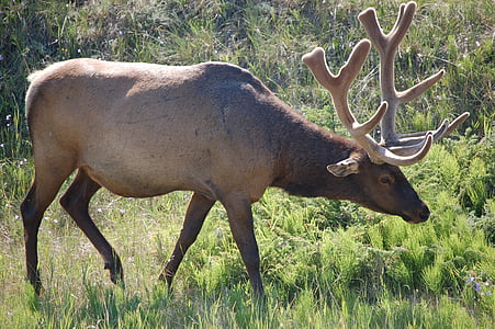 Elk, Príroda, voľne žijúcich živočíchov, cicavec, jeleň, divoké, zviera