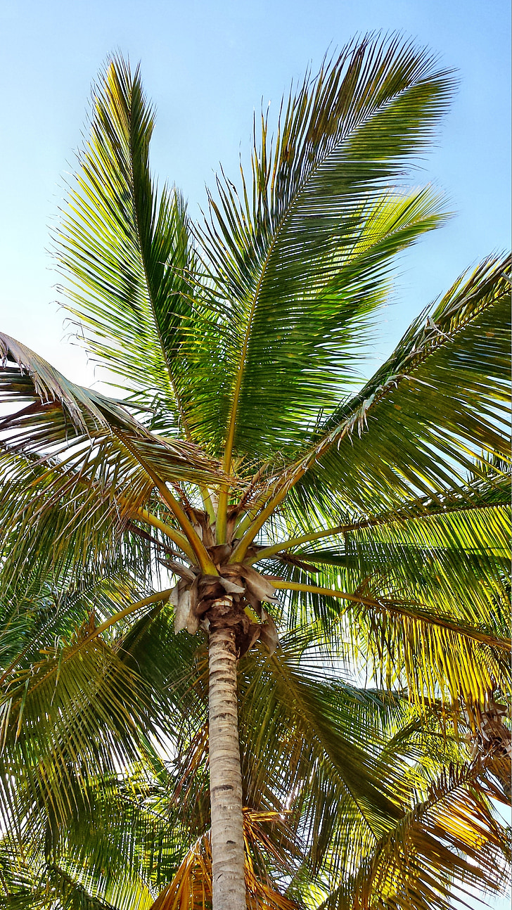 Palma, Palme, palmy, Orzechy kokosowe