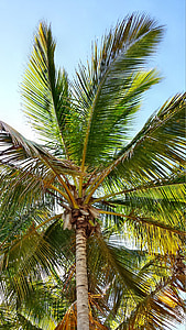 Palma, Palme, Palm, kokosnötter