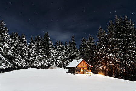 cabin, pine trees, starry night, cottage, log cabin, scenery, outdoor