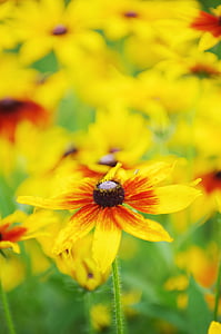 fleurs, jaune printemps, fleurs de printemps, Susan