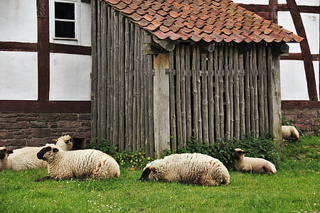 овець, овець сарай, ферми, timbered сарай, Обідня перерва, затримки сигналу, відпочинок