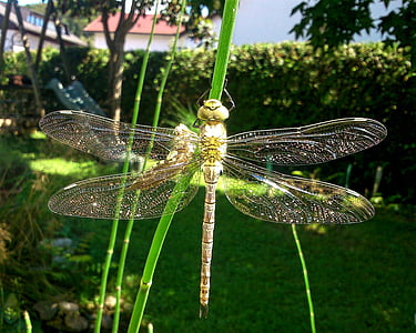 Dragonfly, natur, insekt, makro, trädgård, våren, sommar