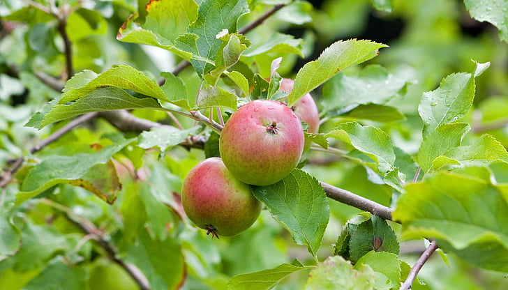 jablká, Apple, čerstvé, strom, ovocie, jedlo, Foto