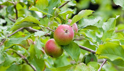 apples, apple, fresh, tree, fruit, food, photo