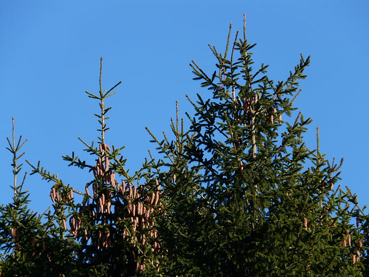 borovicové šišky, Ťuknite na položku, strom, ihličnatý strom, spoločné smrek, Picea abies, červený smrek