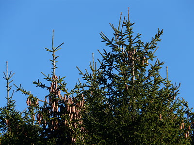 Borové šišky, Klepnutím na, strom, jehličnatý, společné smrk, Picea abies, Smrk červený