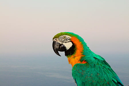 animal, aviària, bec, ocell, brillant, color, colors