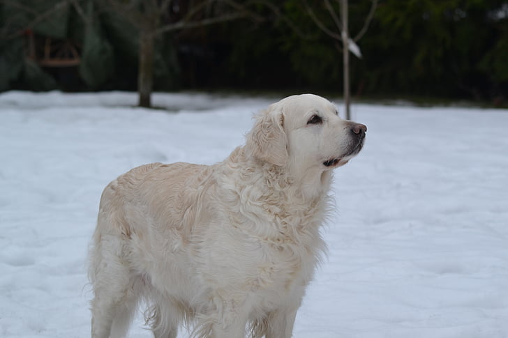 hund, står, vinter