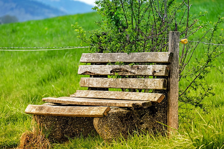 bench, bank, wood, old, lapsed, nature, grass