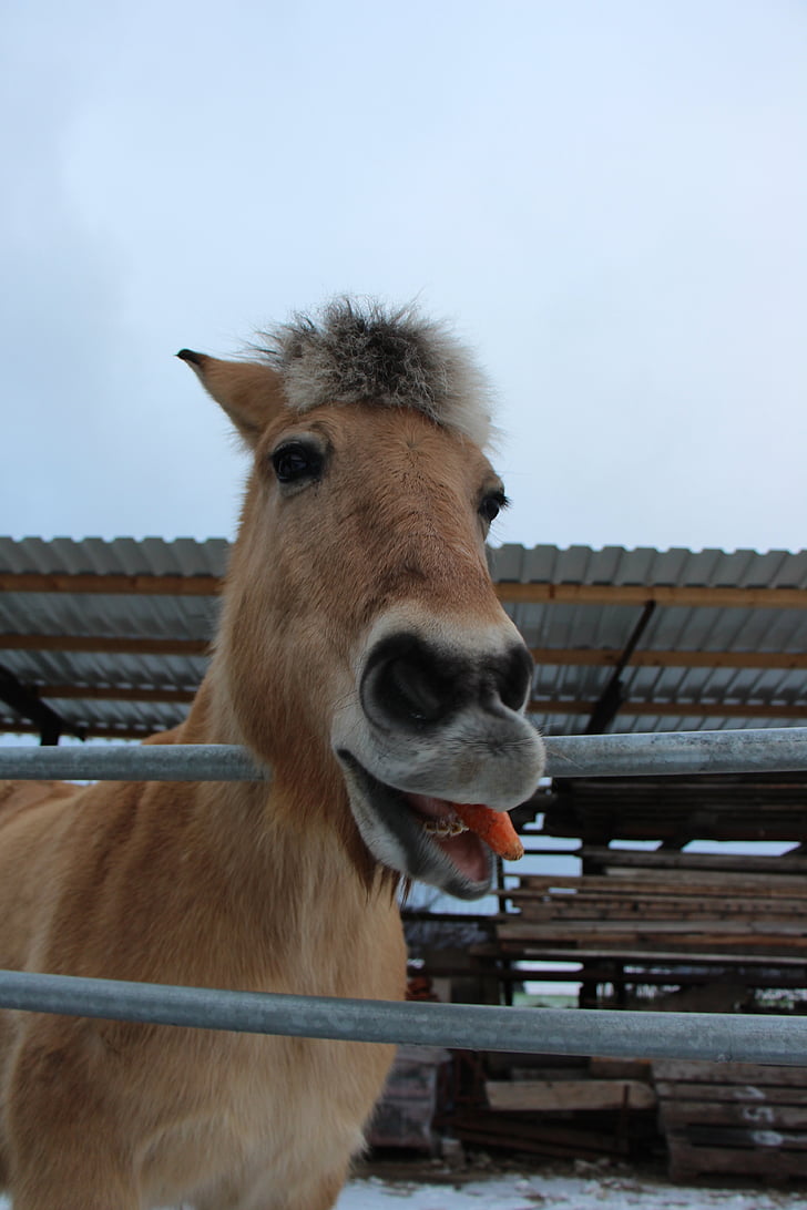 konj, životinja, jesti