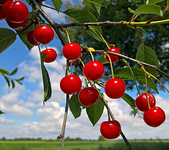 nature, spring, sweet, cherry, clouds, sky, red