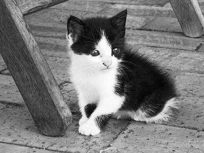 katten, kattedyr, kjæledyr, dyr, svart-hvitt