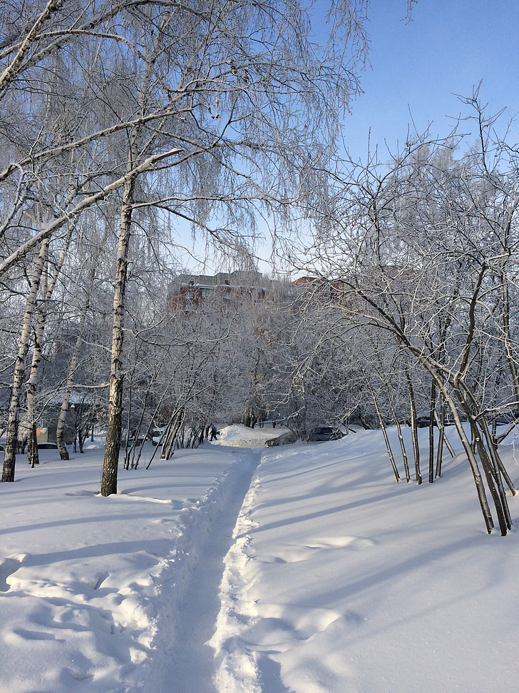 Inverno, caminho, vidoeiro, neve, natureza, árvore, frio - temperatura