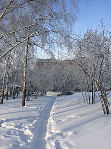zimowe, ścieżka, brzoza, śnieg, Natura, drzewo, zimno - temperatury