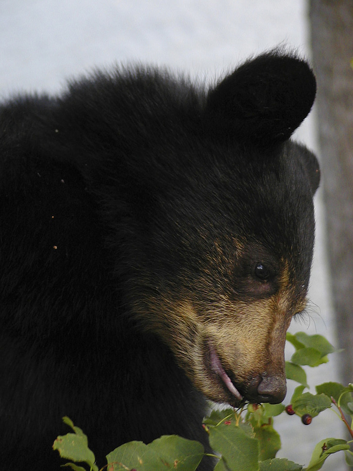 oso de, Cub, negro, Close-up, animal, mamíferos, naturaleza