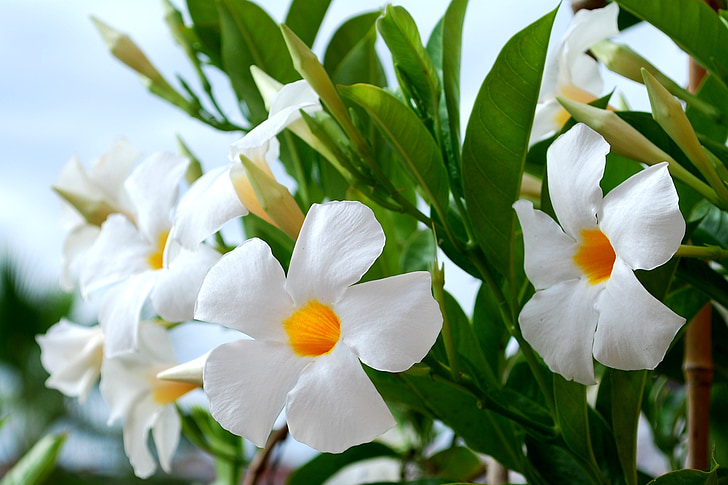 fleur, Closeup, nature, floral, blanc, Bloom