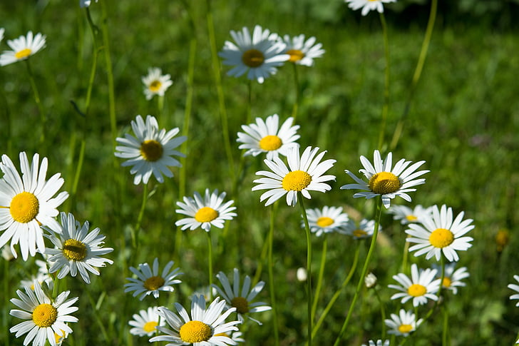 Aster, marguerites menunjuk, bunga-bunga liar, padang rumput, bunga, putih, alam