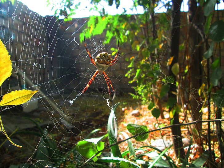 Argiope argentata, Web, patio, edderkopp, høst, sølv