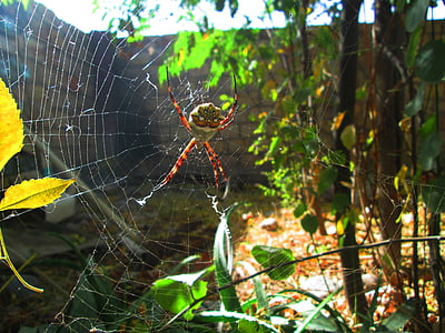 argiope ασημί, Web, Αίθριο, αράχνη, το φθινόπωρο, ασήμι