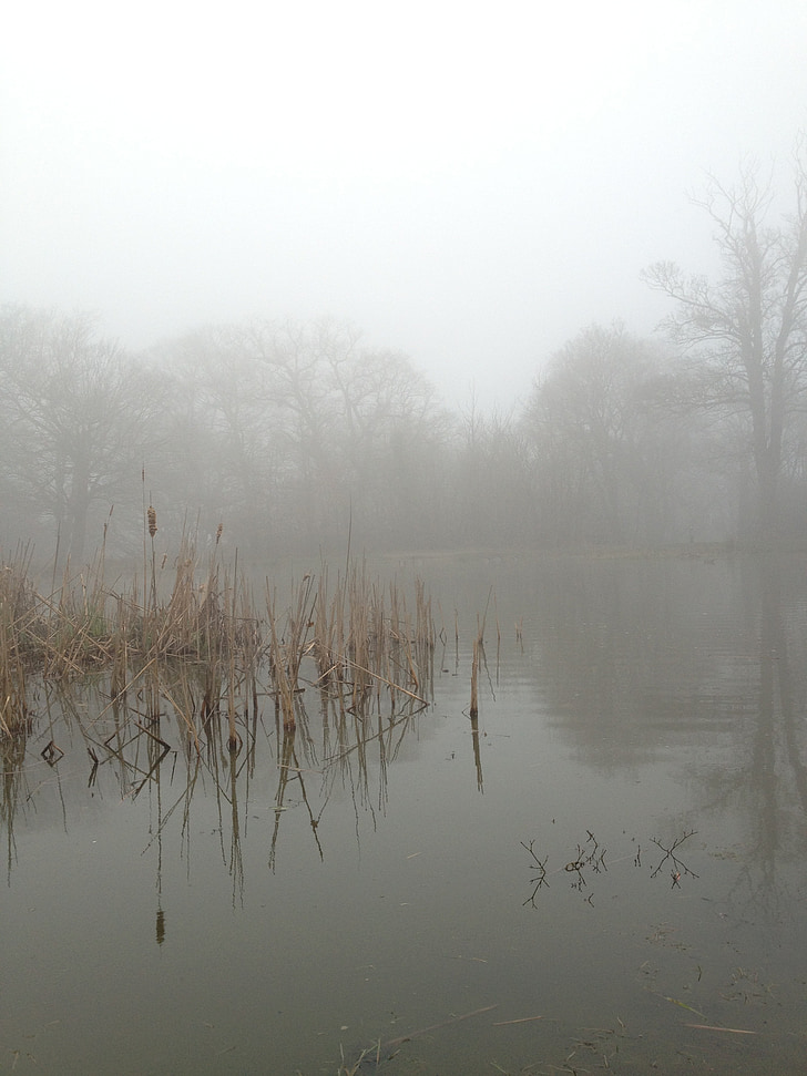 mist, fog, nature, lake, landscape, forest, light