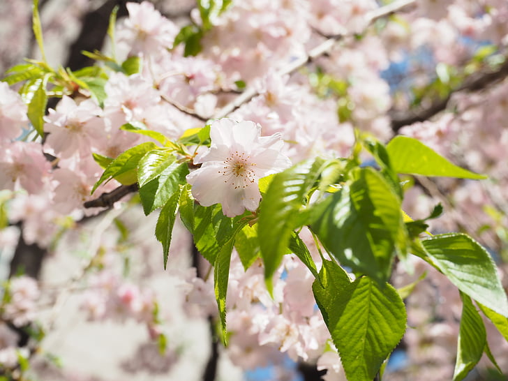 třešeň, plačící třešní, růžová, květiny, jarní květiny, jaro, Japonsko