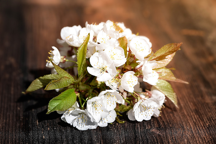 fiore di ciliegio, fiori, fiori bianchi, bianco, primavera, legno, chiudere