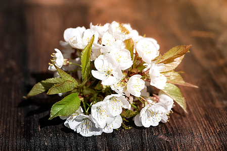 cherry blossom, flowers, white flowers, white, spring, wood, close