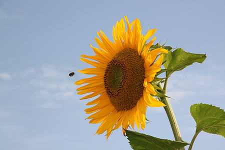 sun flower, bee, approach, yellow, blossom, bloom, pollination