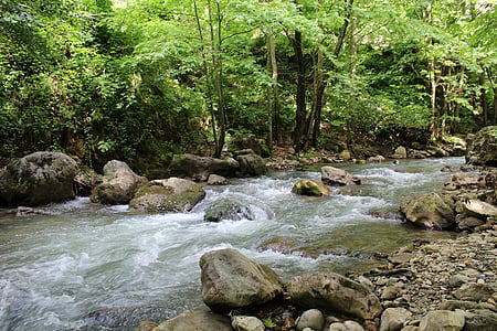 vody, Forest, Príroda, Príroda, rieka