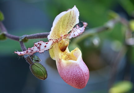 orchidej, Frauenschuh, květ, květ, Bloom, závod, květ orchideje