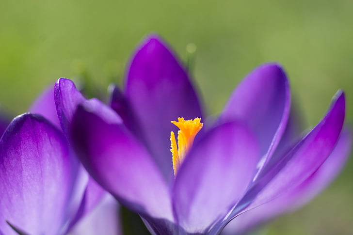 crocus, spring crocus, flower, purple, flowers, flora, nature