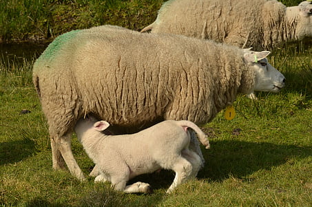animal, mammal, sheep, lamb, agricultural, farm, meadow