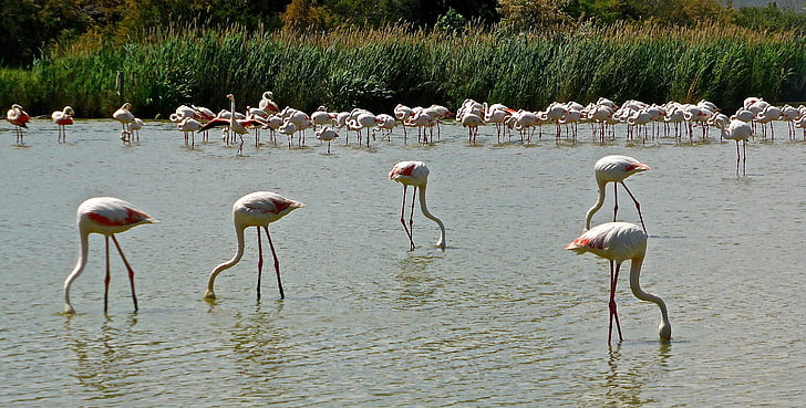 flamingos, putni, rozā, savvaļā, savvaļas dzīvnieki, eksotiski, daba