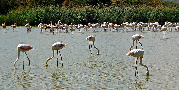flamingoes, birds, pink, wild, wildlife, exotic, nature